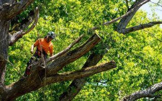 Casselberry Tree Services Safe & Efficient Tree Removal