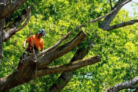 Casselberry Tree Services Safe & Efficient Tree Removal