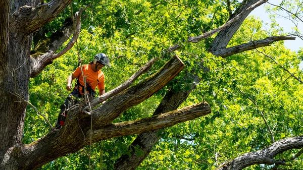 Casselberry Tree Services Safe & Efficient Tree Removal