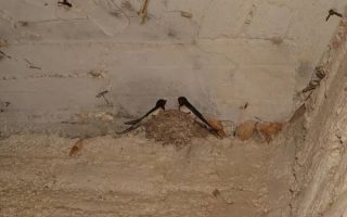 Why Crawlspace Encapsulation Woodstock Is Essential for Mold Prevention