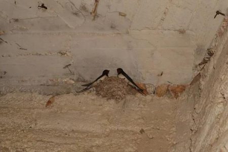 Why Crawlspace Encapsulation Woodstock Is Essential for Mold Prevention